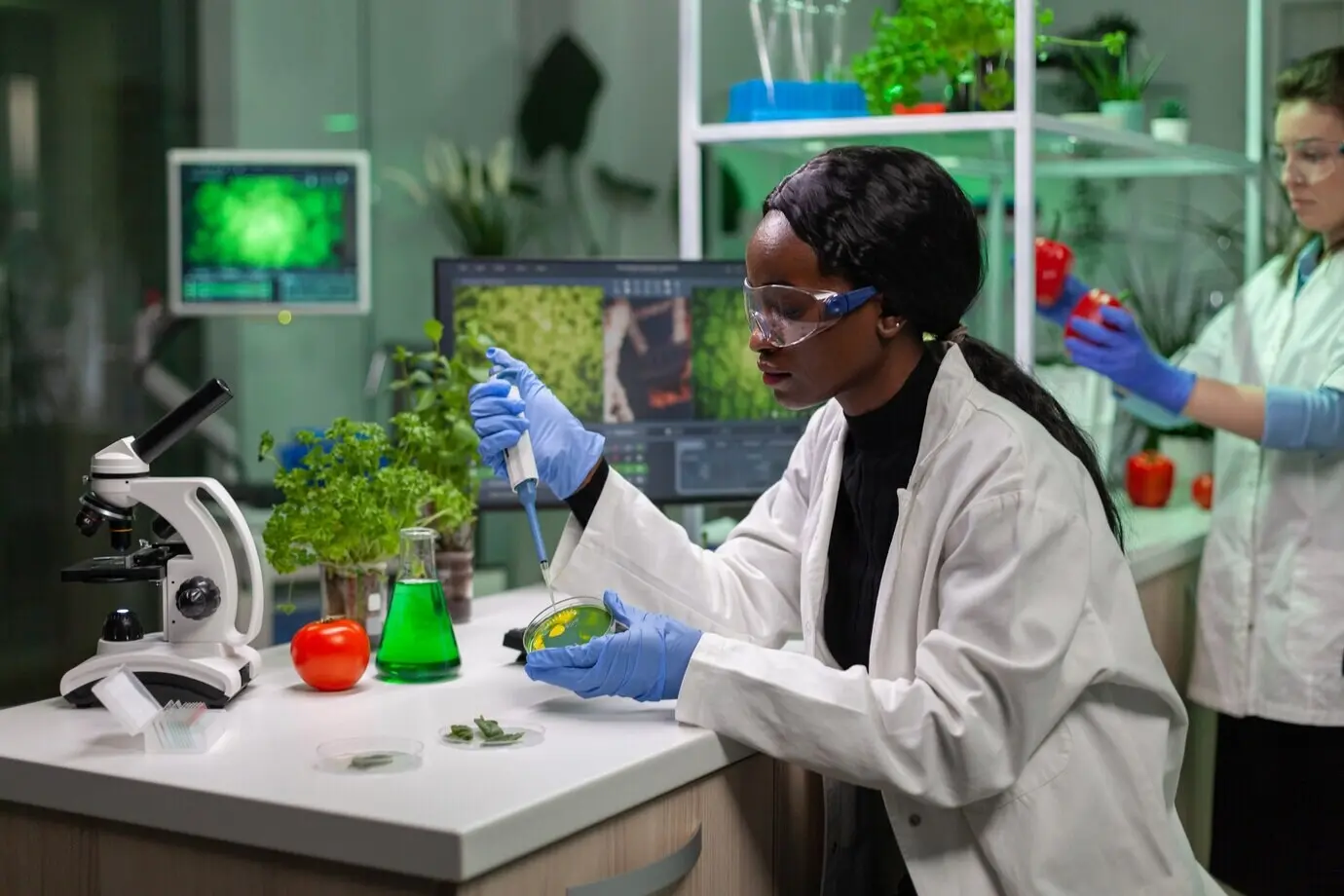 Биолог с помощью микропипетки берет генетический раствор из пробирки, переносит его в чашку Петри и анализирует ГМО саженца, работая в биологической лаборатории.